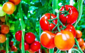 3 Alasan Untuk Kamu Agar Mengkonsumsi Tomat
